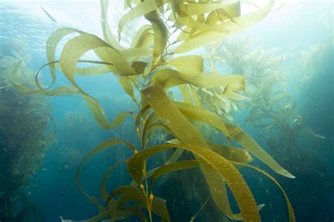 how are marine kelps similar to land plants